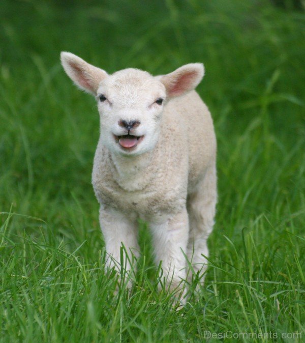 Little Sheep Baby Image