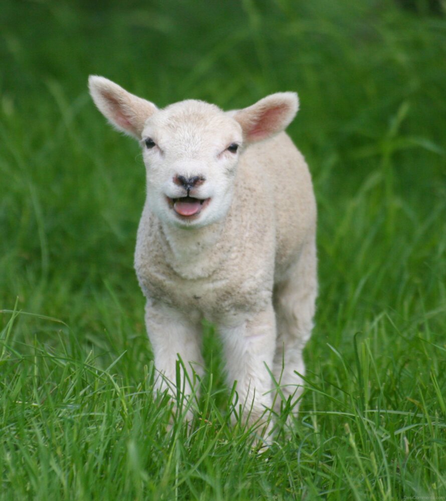 Little Sheep Baby Image DesiComments