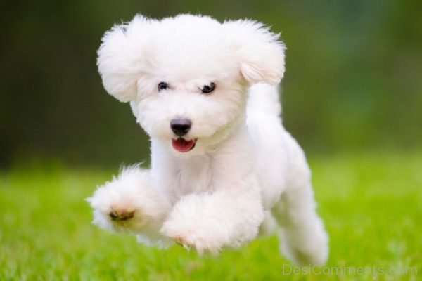 Little White Puppy Pic