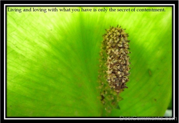 Living And Loving With What You Have Is Only The Secret Of Contentment -DC081