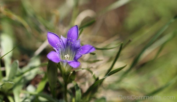 Lovely Dahurian Gentian
