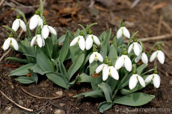 Lovely Elwes's Snowdrop Flowers-dft522DEsi016