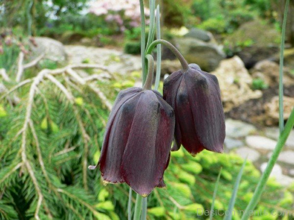 Lovely Fritillaria Montana Flowers