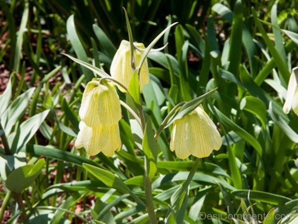 Lovely Fritillaria Pallidiflora Flowers-fgt622DC00DC022