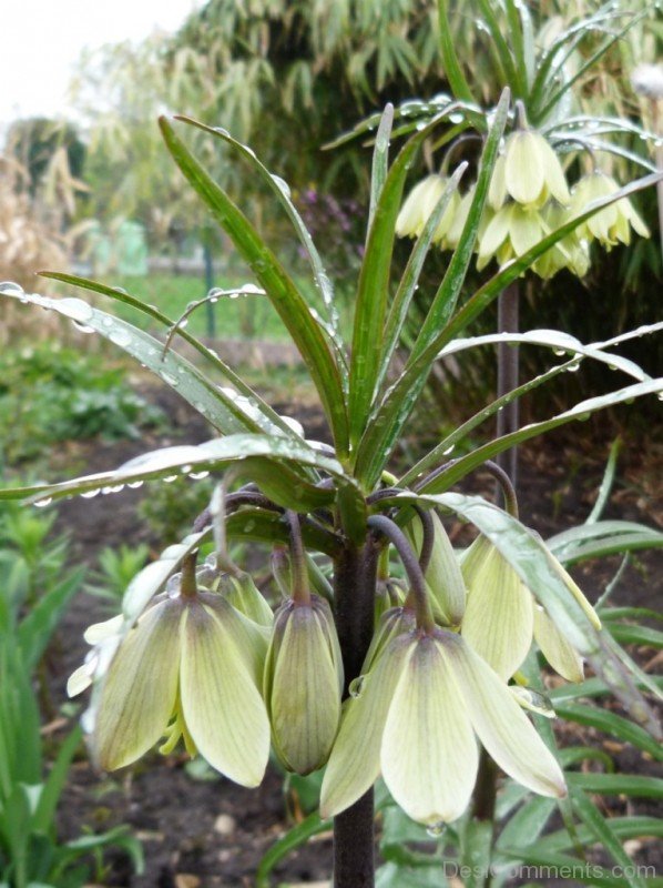 Lovely Fritillaria Raddeana Flowersjhy621DC0422