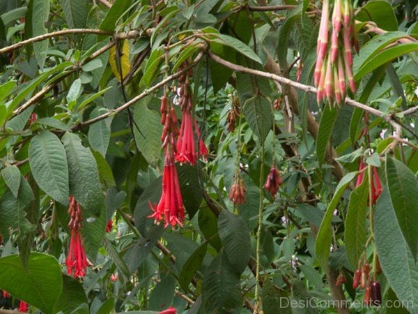 Lovely Fuchsia Boliviana Flowers-bgh5621DCDESI20