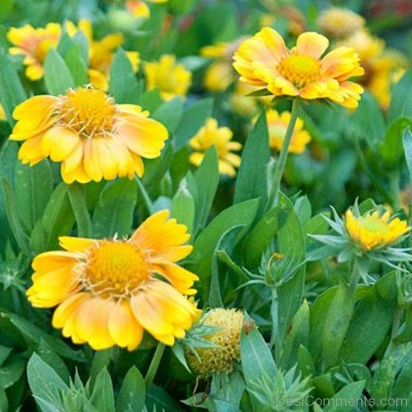 Lovely Gaillardia X Grandiflora Flowers-lkg123DCDEsi07