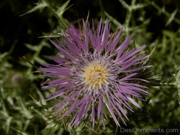 Lovely Galactites Tomentosa Flower-tub2322DC0719