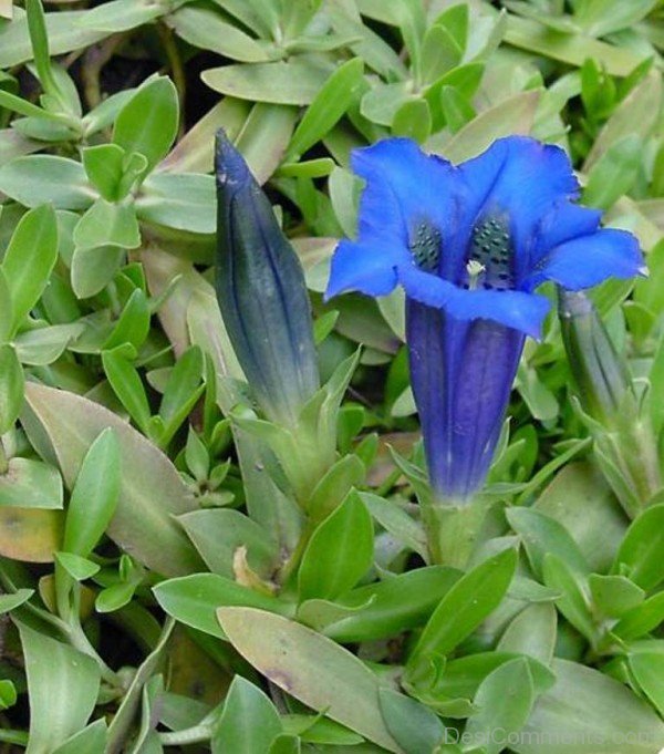 Lovely Gentiana Acaulis