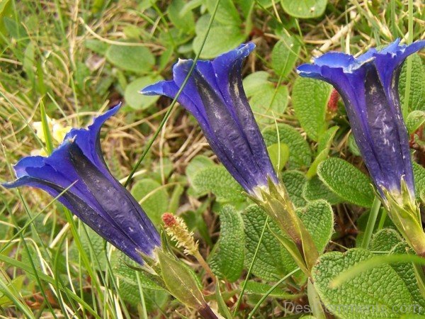 Lovely Gentiana Clusii Flowers-YUP924DC9821