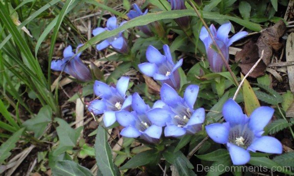 Lovely Japanese Gentian Flowers