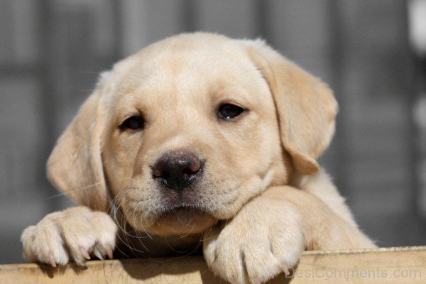 Lovely Labrador Retriever Puppy-id114