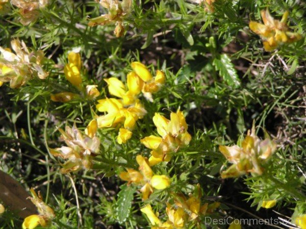 Lovely Spanish Gorse Flowers