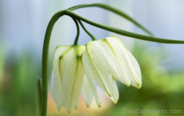 Lovely White Snake's Head Fritillary Flower-xse211DC12304