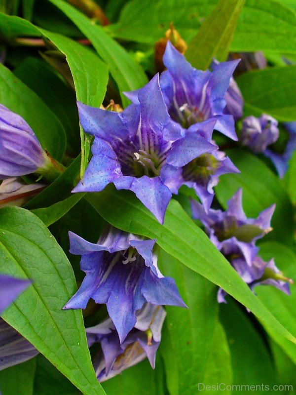 Willow Gentian Flower Image