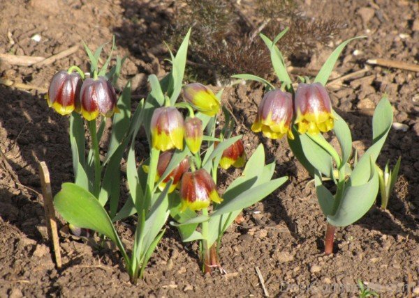 Magnificent Fritillaria Michailovskyl Flowers-yup824DCop26