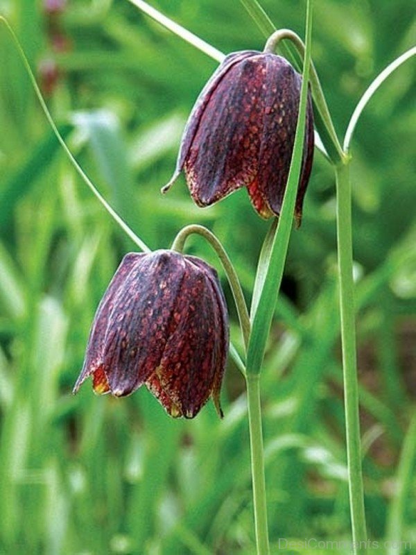 Magnificent Fritillaria Montana Flowers-try524DCDesi29