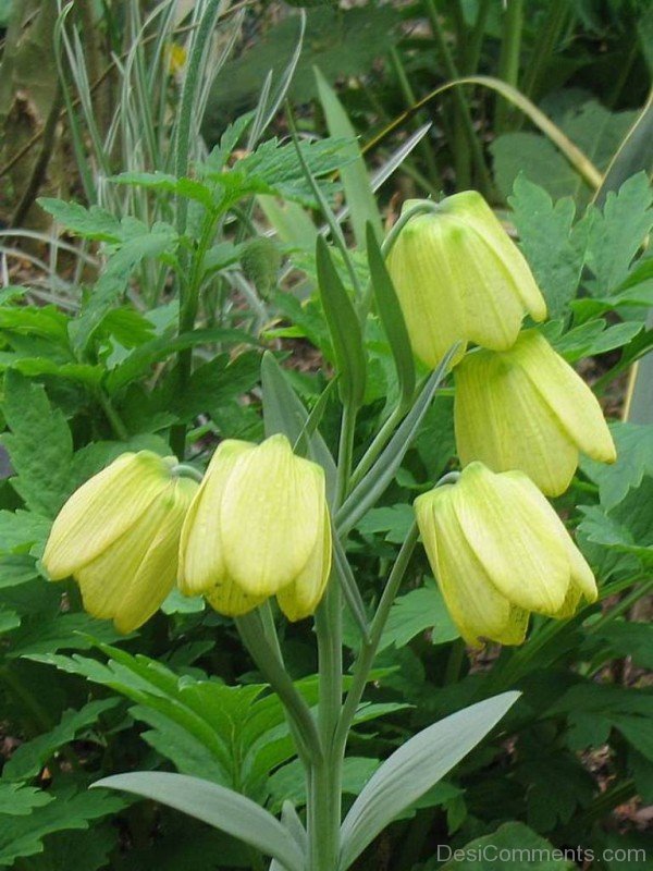 Magnificent Fritillaria Pallidiflora Flowers-fgt623DC00DC008