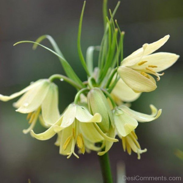 Magnificent Fritillaria Raddeana Flowersjhy622DC0404