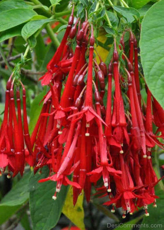 Magnificent Fuchsia Boliviana Flowers-bgh5622DCDESI03