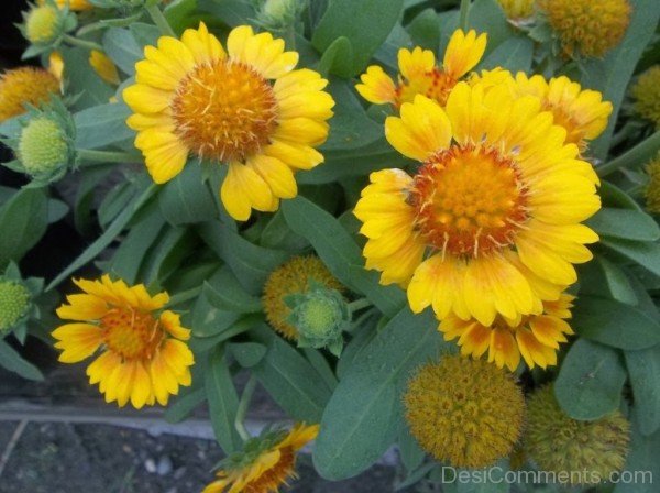 Magnificent Gaillardia X Grandiflora Flowers-lkg124DCDEsi15