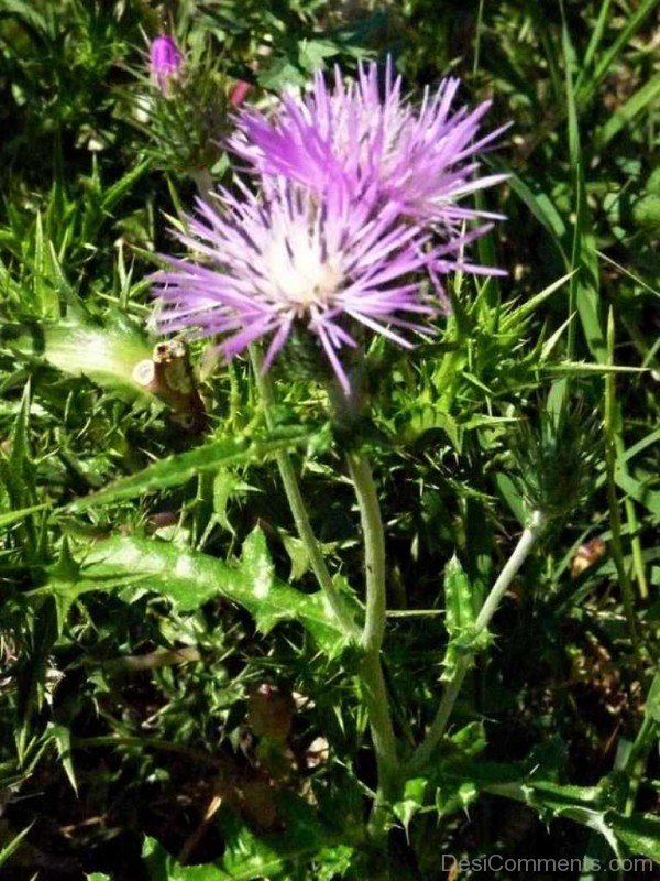 Magnificent Galactites Tomentosa Flowers-tub2323DC0704