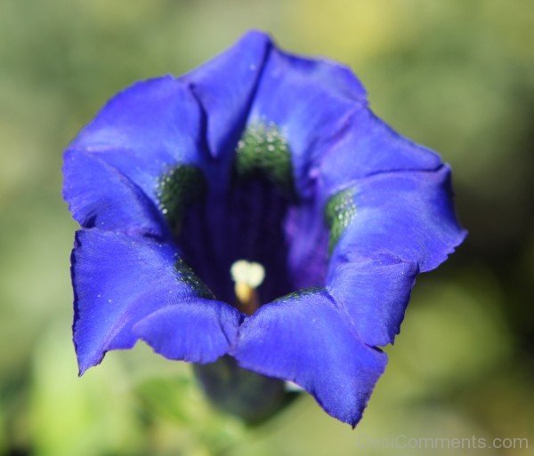 Magnificent Gentiana Acaulis