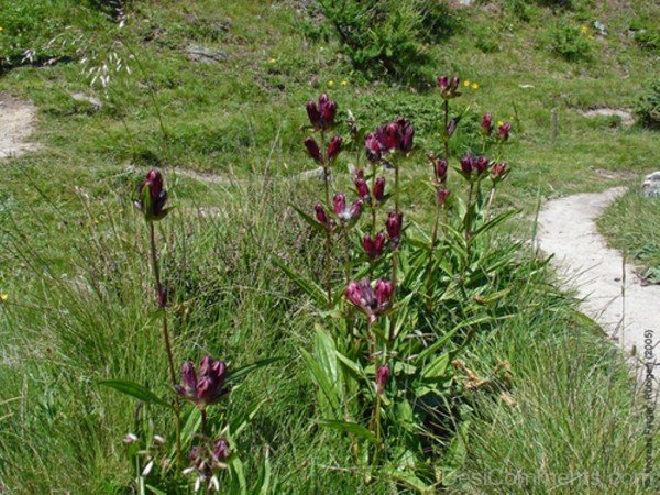 Magnificent Gentiana Purpurea Flowers