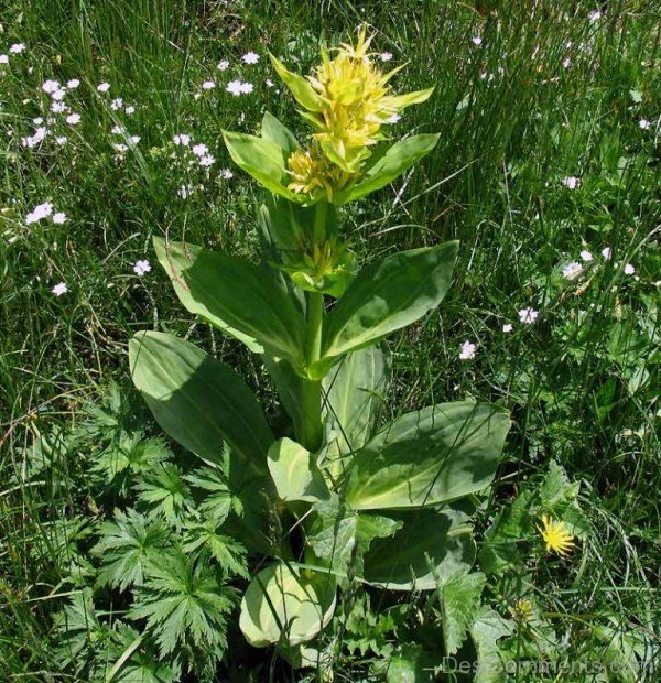 Magnificent Giant Yellow Gentian