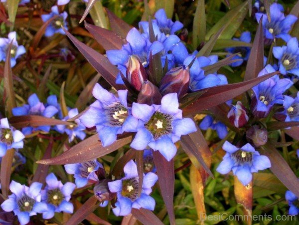 Magnificent Japanese Gentian Flowers