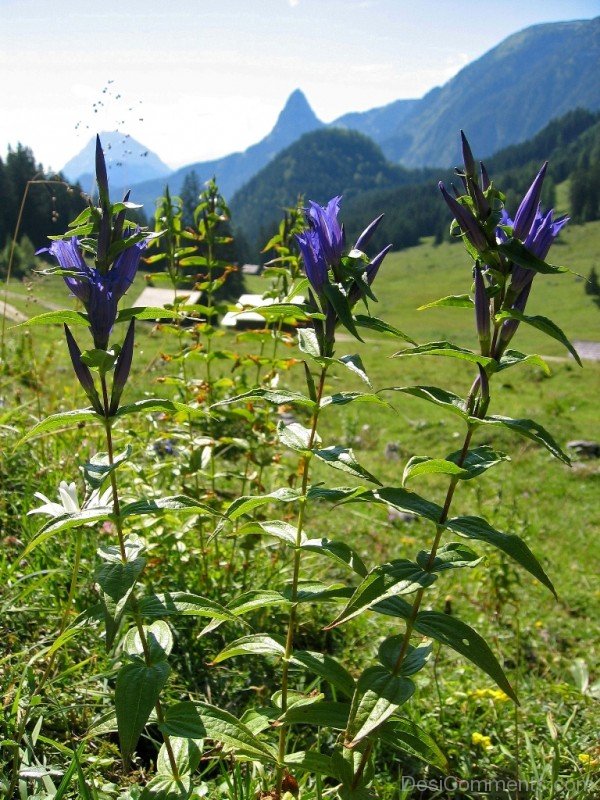 Magnificent Willow Gentian Flowers