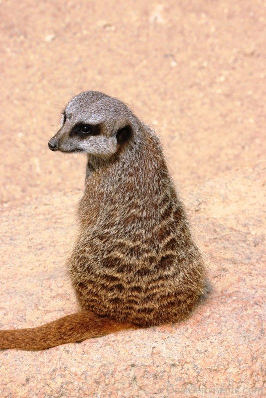 Meerkat On Sand