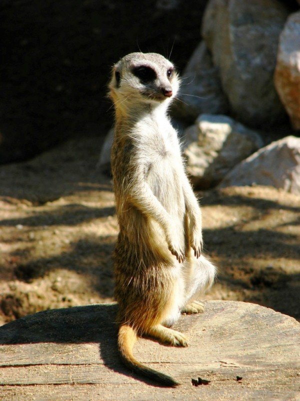 Meerkat Photo