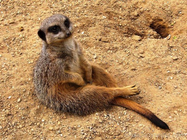 Meerkat Sitting On Sand -adb016desipkk18