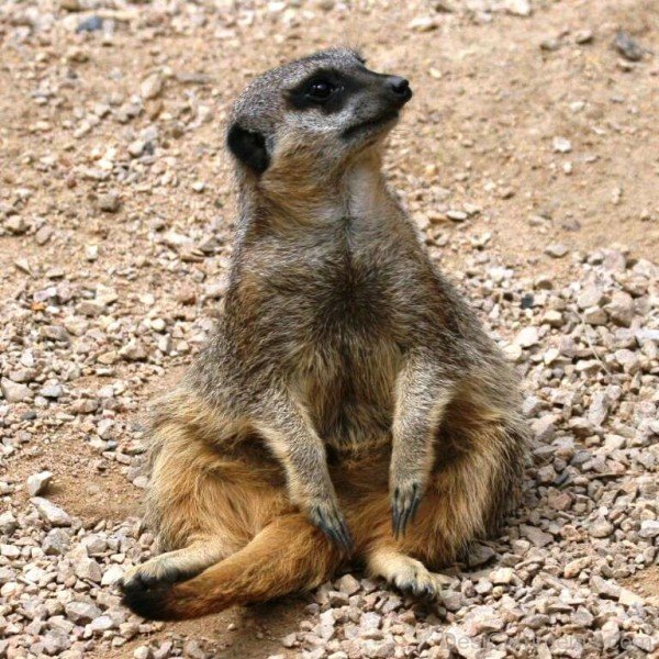 Meerkat Sitting