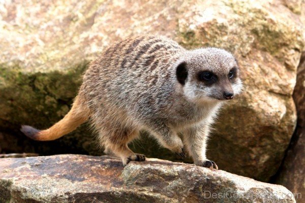 Meerkat Walking On Rock