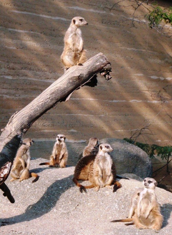 Meerkats In Zoo -adb023desipkk24