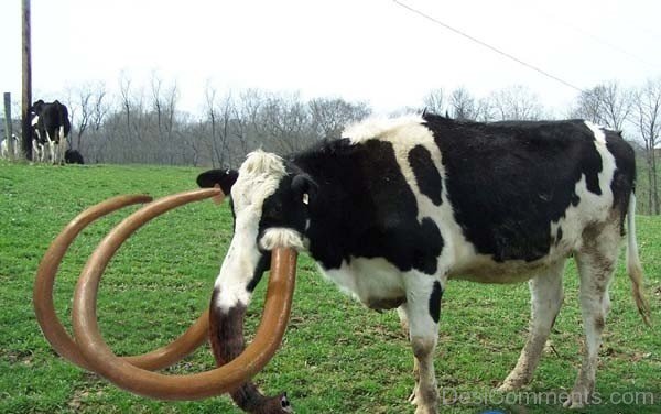 Mix Breed Cow Funny