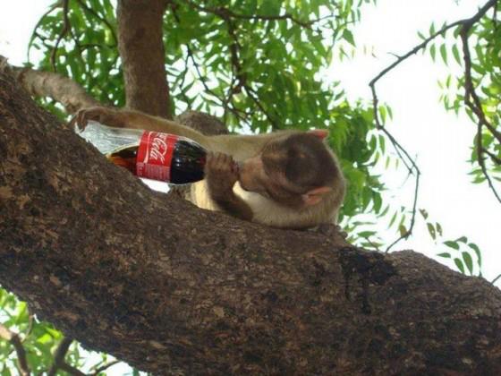 Monkey Drinking Coca Cola