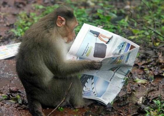 Monkey Reading Newspaper