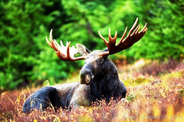 Image Of Moose Sitting On Grass-adb021desiqwe22