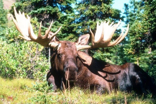 Moose Sitting On Grass -adb023desiqwe21