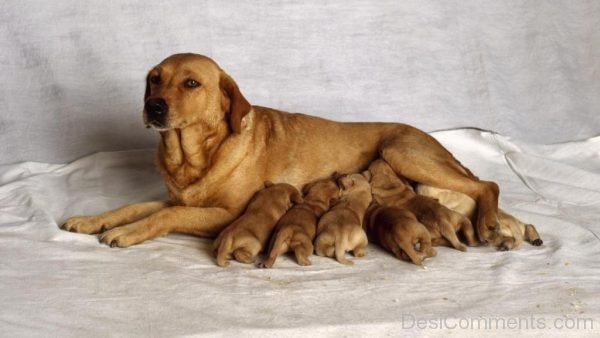 Mother And Her Puppies