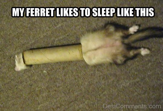 My Ferret Likes