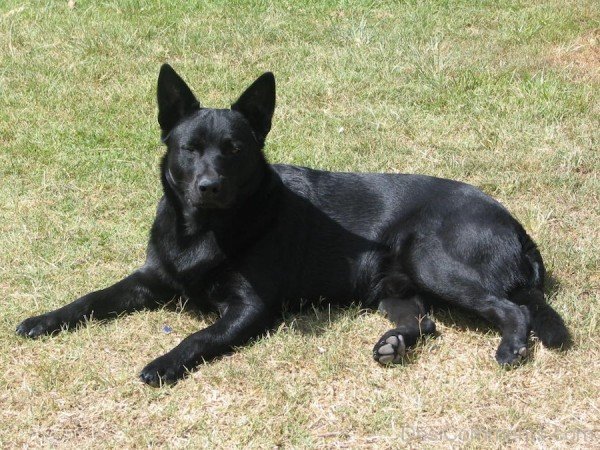 Norwegian Elkhound Dog On Grass