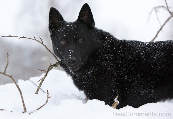 Norwegian Elkhound Image