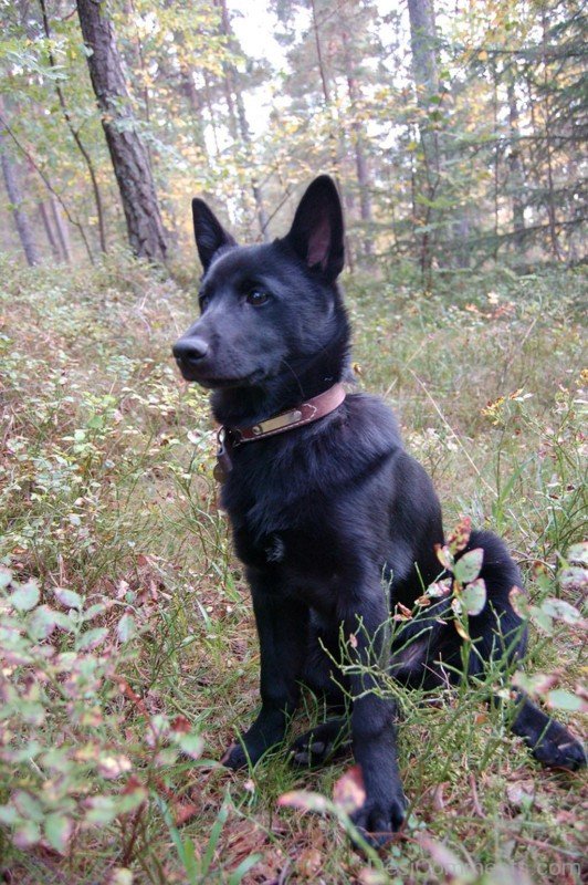 Norwegian Elkhound In Forest