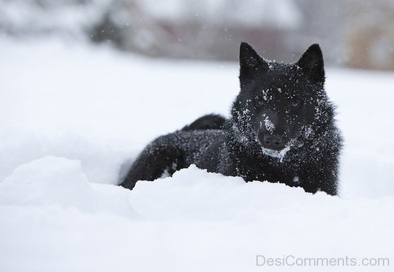 Norwegian Elkhound In Snow