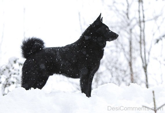 Norwegian Elkhound On Smow