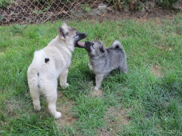 Norwegian Elkhound Puppies